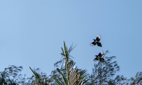 Examens et tests de détection des maladies cardiovasculaires